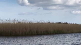 Marsh harrier hunting over the reed beds at Hickling Broad Norfolk Broads April 2017 [upl. by Perretta]