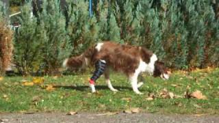 Kniegelenksbandage für Hunde  knee joint bandage dogs [upl. by Worthington138]