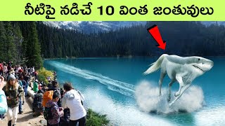 Animals that can walk on water  Animals with unique abilities PART 6  facts in telugu  bmc facts [upl. by Retsel]