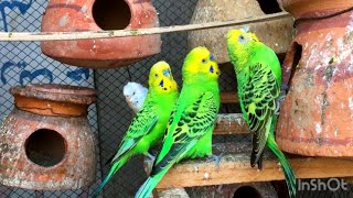 Green Budgie talking sound birds viral [upl. by Eniotna]