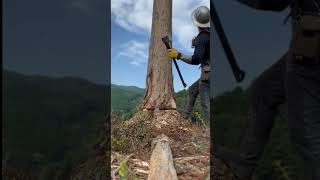 Expert cutting big treeLets find outwoodworking asmr cuttingwork wood woodworker [upl. by Stoddard944]