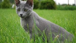 Animal Planet  Cats 101  Russian Blue [upl. by Shantee21]