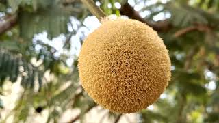 The African locust bean Parkia biglobosa  Family Fabaceae  Shivalingada mara in Kannada [upl. by Noloc]