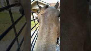 Horses Mystique amp Baby Curious About Phone [upl. by Beverlee]