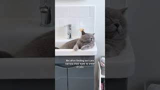 My sweet smiling girl 😻 cat britishshorthaircat catlover bsh bshcat catfunny catvideos [upl. by Dinse]