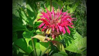 Snowberry clearwing vs Hummingbird clearwing moths 2017 [upl. by Darbie]