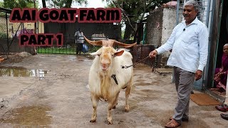 Aai goat farm biggest saanen goats [upl. by Sillyrama]