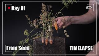 🥕 CARROT Growing from Seed Time Lapse  90 Days [upl. by Poole]