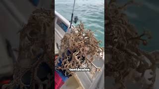 LA EXTRAÑA CRIATURA ENCONTRADA EN EL MAR [upl. by Reyotal]