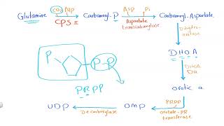 03 Pyrimidine metabolism [upl. by Kcirtap]