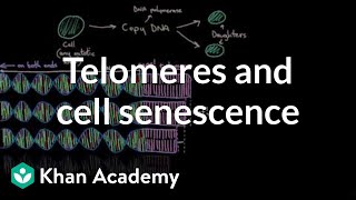 Telomeres and cell senescence  Cells  MCAT  Khan Academy [upl. by Nalyak119]