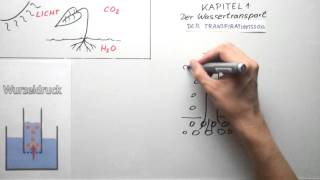 Wassertransport bei der Photosynthese [upl. by Giovanna157]