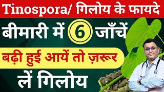 Giloy ke fayde Tinospora Cordifolia benefits Giloy Health benefits Tinospora homeopathic medicine [upl. by Beller837]