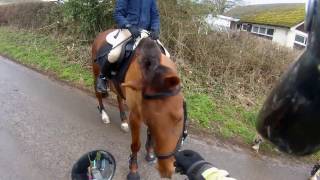 Motorcyclists Helping Horse Riders [upl. by London867]