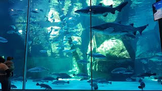 Two oceans Aquarium  Waterfront Cape town  South Africa [upl. by Carmelia]