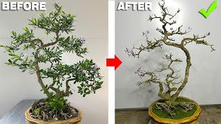 How to create a simple bonsai tree for beginners is very easy for anyone to do [upl. by Kolb]