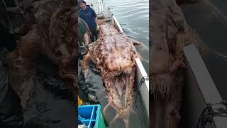 What Lurks in the Ocean Fishermen Capture a Nightmare [upl. by Lotsyrc339]