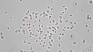 Pollen Grains in Water  Brownian Motion [upl. by Yrahca]