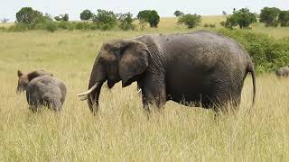 African Elephant herd with small babies [upl. by Leba]