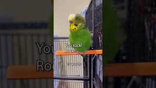 Talking Parakeet Says Over 40 Words SNEAK PEAK  Boba the Budgie [upl. by Acirederf]