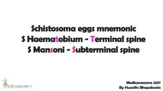 Schistosoma mansoni and Schistosoma haematobium mnemonic [upl. by Sum838]