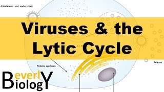 Viruses and the Lytic Cycle [upl. by Anhsirk]