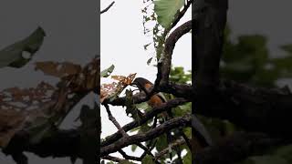 ឆ្អងឆ្អតលឿង  Rufous Treepie birds nature wildlife [upl. by Assirrec]