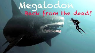 Megalodon perfectly preserved in brine at the bottom of the sea [upl. by Necyrb]