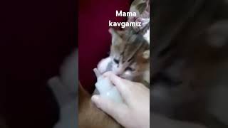 Açken biz biz değiliz 🐈🐈🐈🥰 [upl. by Costanza]