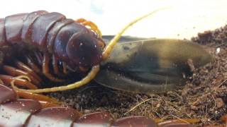 Scolopendra sp quotHispaniola red giantquot [upl. by Esojnauj]