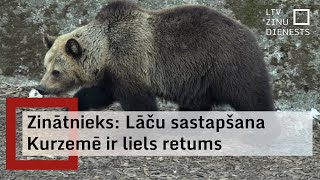 Dienvidkurzemes novada Vaiņodes mežos sastapts lācis [upl. by Eirallih686]