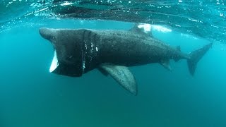 Close encounters with Irelands basking sharks  Travel TV  Independentie [upl. by Caraviello]