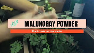 HOW TO MAKE MALUNGGAY POWDER MORINGA POWDER FOR BUSINESS OR PERSONAL CONSUMPTION [upl. by Eenyaj]