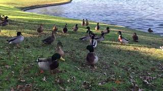 Mallard ducks quacking around a lake [upl. by Constantia322]