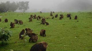 A troop of Gelada baboons Theropithecus gelada in the Simien Mountains Ethiopia [upl. by Jamal]