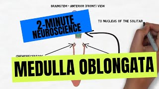 2Minute Neuroscience Medulla Oblongata [upl. by Goldshell]