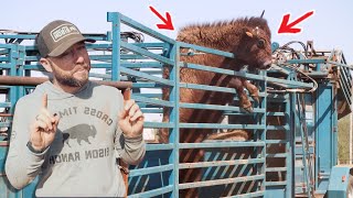 Working Our Largest Bison Herd Ever With a NEW APPROACH [upl. by Cleve]