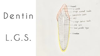 Drawing of Dentin  Longitudinal ground section [upl. by Oznecniv]