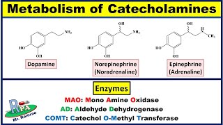 Metabolism of Catecholamines Dopamine Noradrenaline and Adrenaline [upl. by Lavelle169]