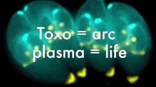 A Look at Toxoplasma Gondii [upl. by Domenic366]