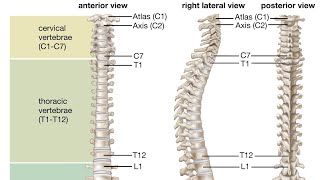 VERTEBRAL COLUMN drphysiosurat0269 vertebral vertebralcolumn cervical thoraciclumbar coccyx [upl. by Suirrad]