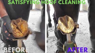 Satisfying Hoof Cleaning [upl. by Beata]