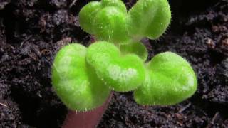 African Violet Saintpaulias  Baby Leaves sprout from Rescued Plant [upl. by Riem]