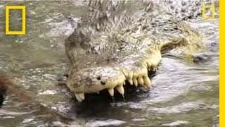 King Cobra vs Saltwater Crocodile  National Geographic [upl. by Nurat409]