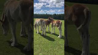 A day with Clydesdale foals part 3 [upl. by Caye]