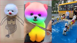 Tik Tok Chó Phốc Sóc Mini 😍 Funny and Cute Pomeranian 64 [upl. by Inavihs628]