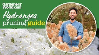 When and how to PRUNE HYDRANGEA Annabelle [upl. by Inirt]