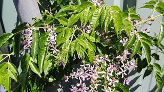 Beautiful Chinaberry Tree Bottle Brush and the sound of wildlife and passing vehicles asmr [upl. by Sallad]