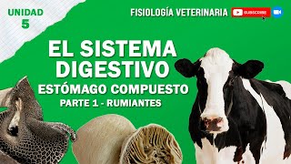 FISIO2UNIDAD5SISTEMADIGESTIVOCOMPUESTO [upl. by Eberhart133]