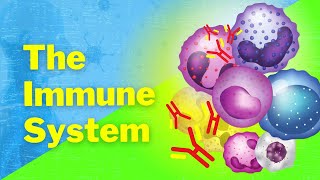 An Introduction to the Immune System [upl. by Nowujalo]